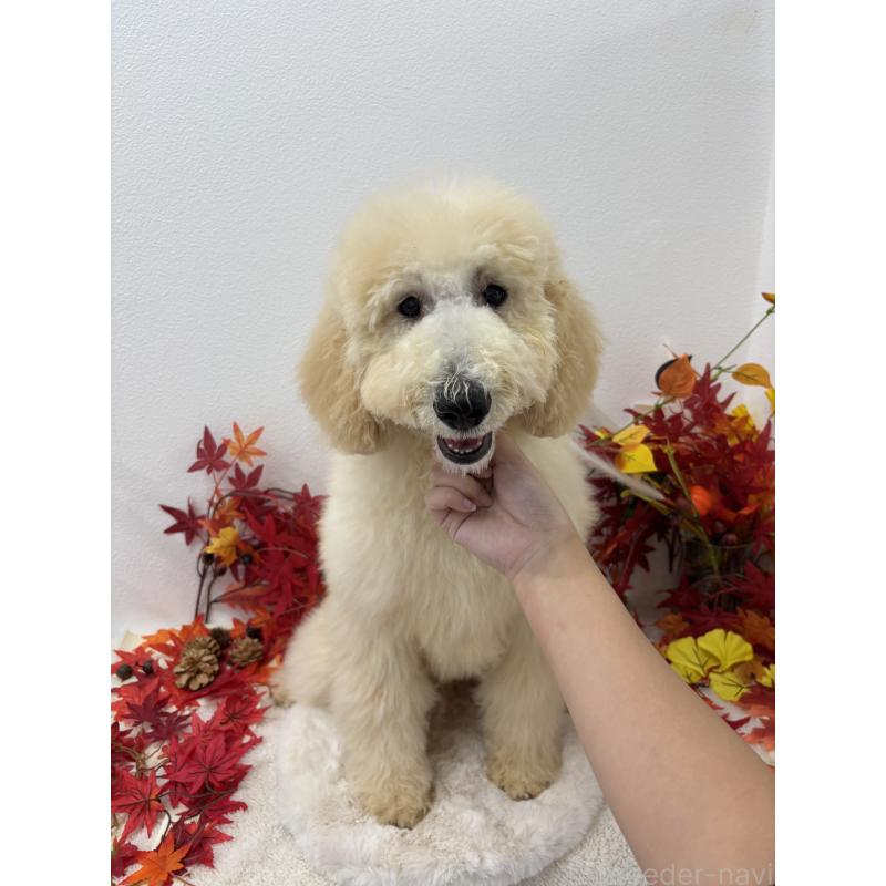 販売中の千葉県のスタンダードプードル-411068の4枚目