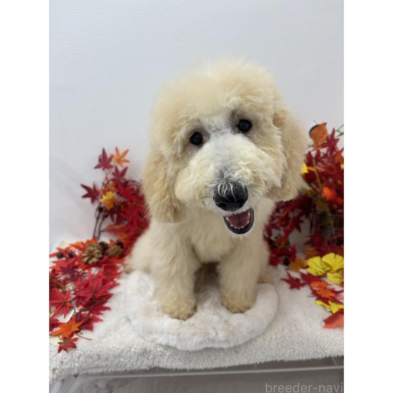 販売中の千葉県のスタンダードプードル-411068の3枚目