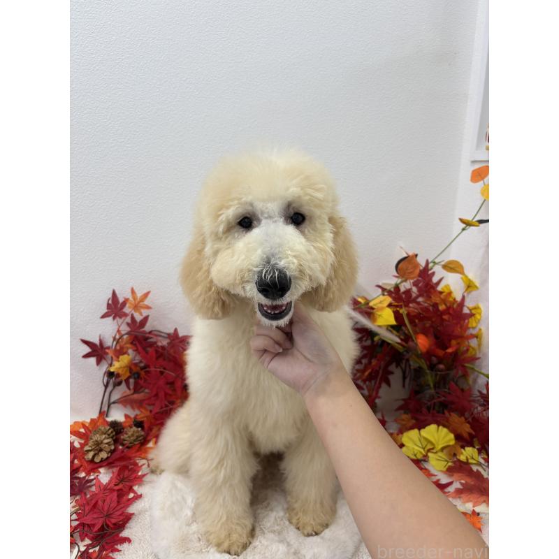 販売中の千葉県のスタンダードプードル-411068の2枚目