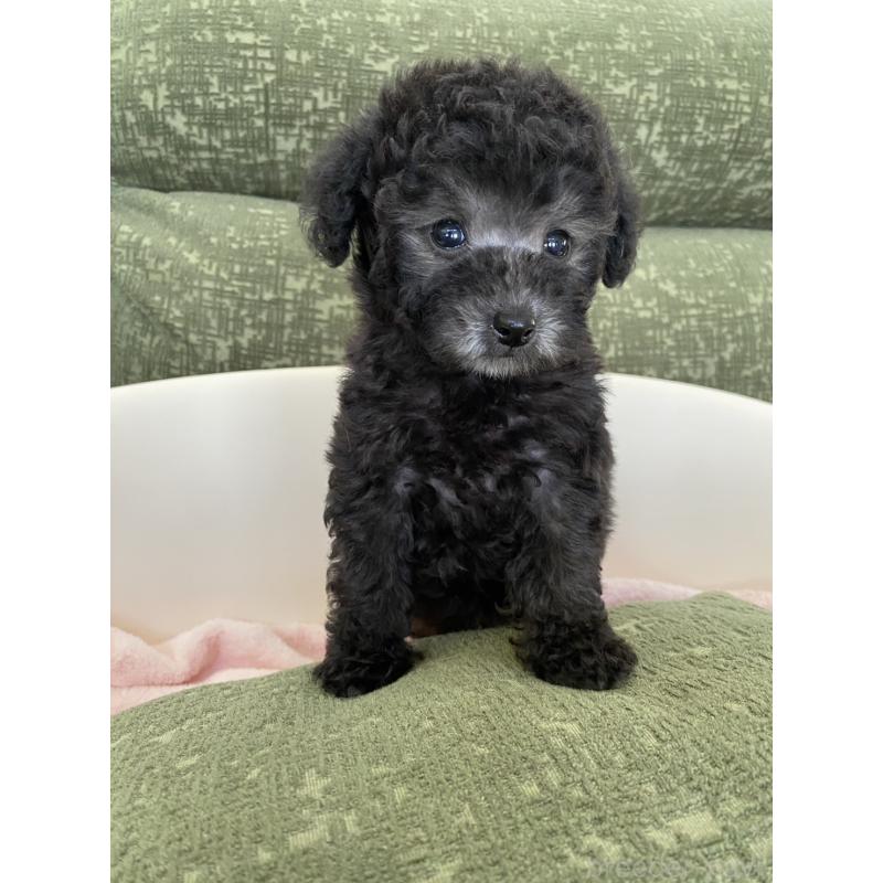 成約済の福岡県のタイニープードル-423254の4枚目