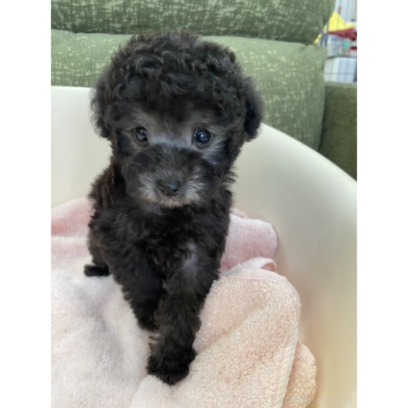 成約済の福岡県のタイニープードル-423254の3枚目