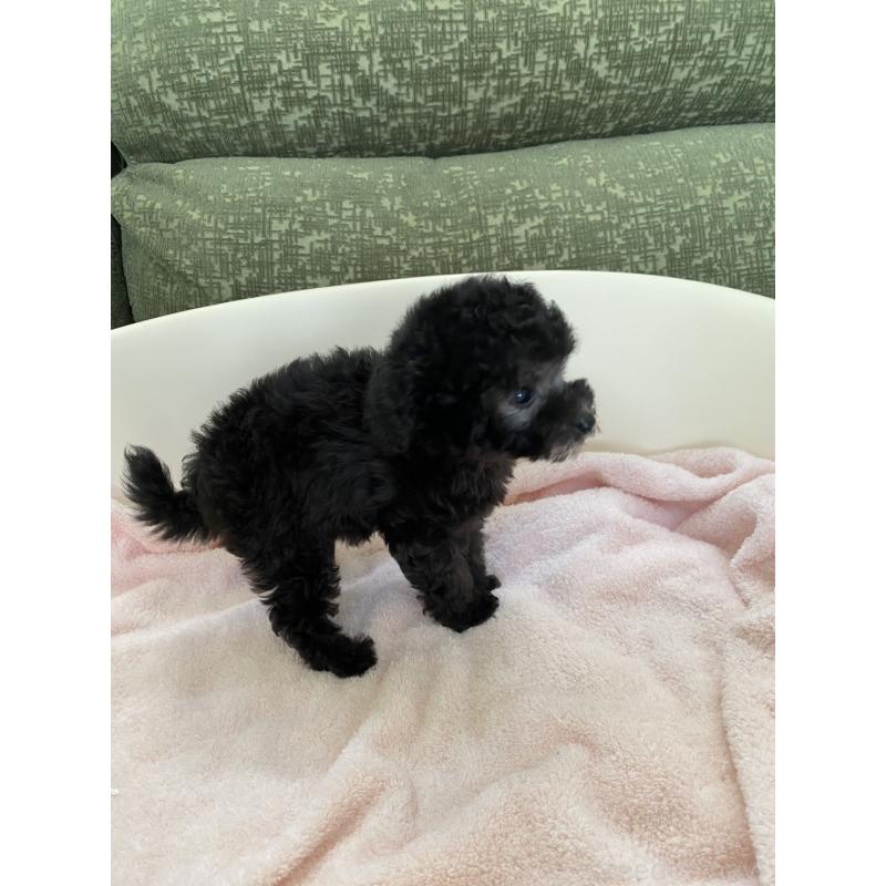 成約済の福岡県のタイニープードル-423254の2枚目