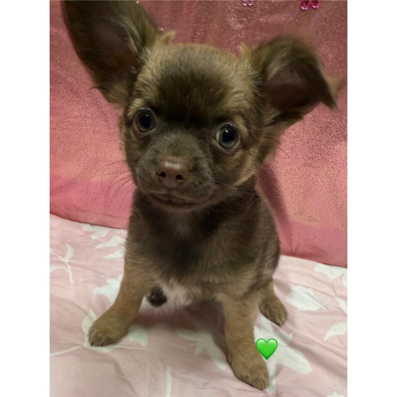 販売中の愛知県のチワワ(ロングコート)-416521の1枚目