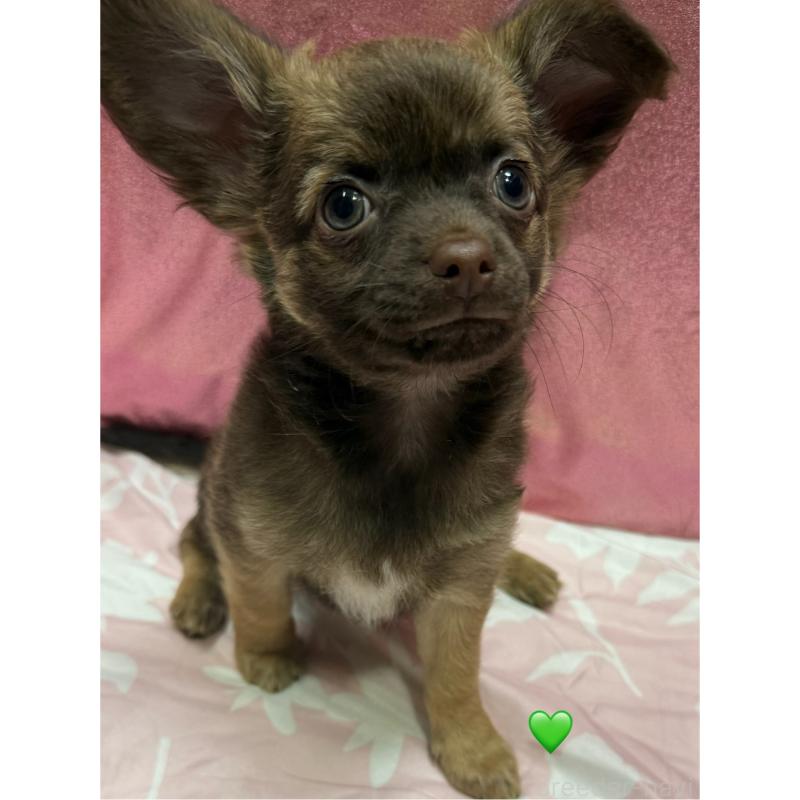 販売中の愛知県のチワワ(ロングコート)-416521の2枚目