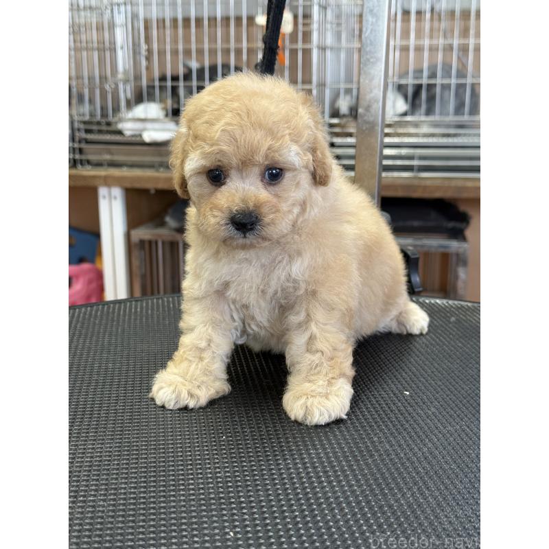 販売中の栃木県のタイニープードル-424948の9枚目
