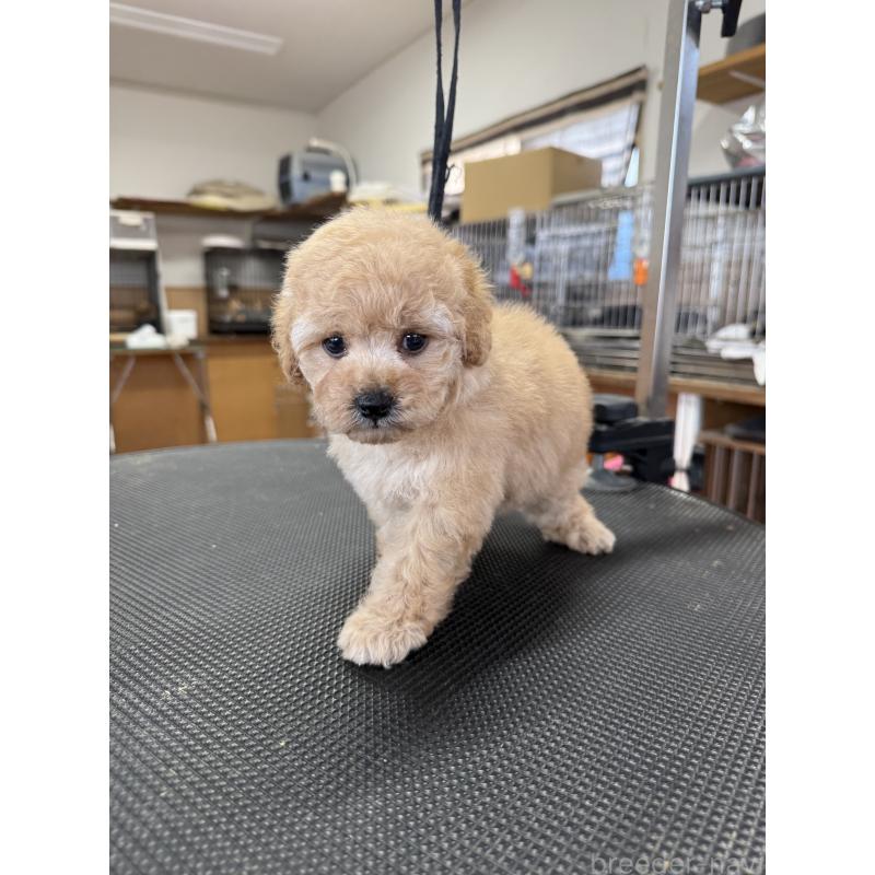 販売中の栃木県のタイニープードル-424948の8枚目