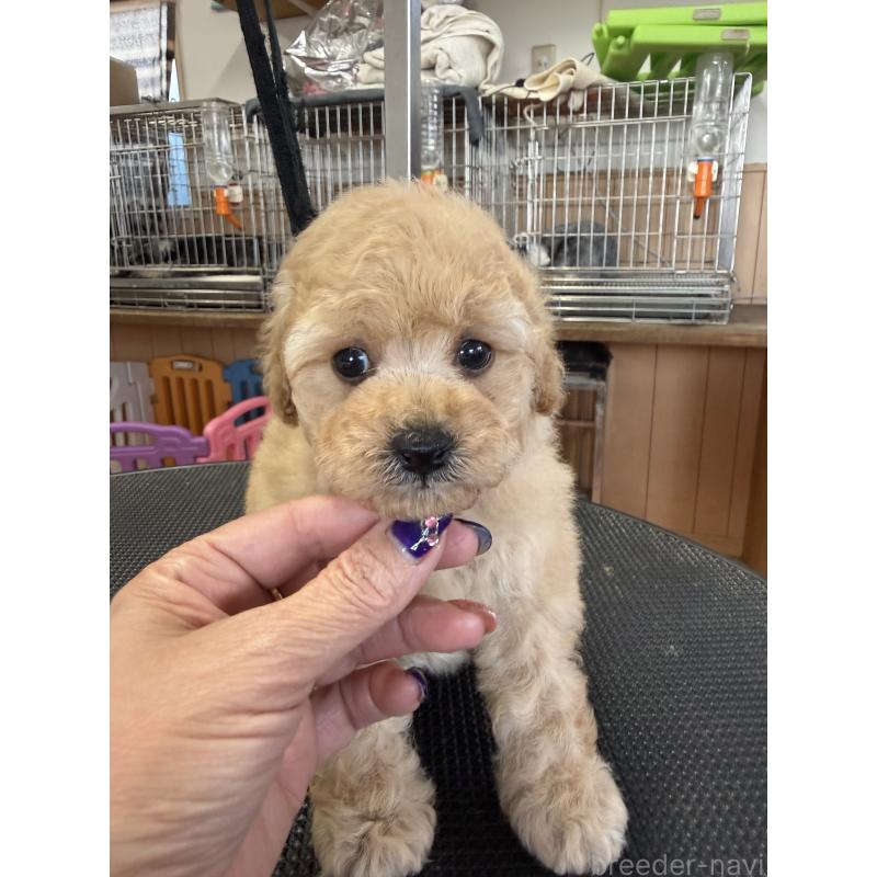 販売中の栃木県のタイニープードル-424948の7枚目