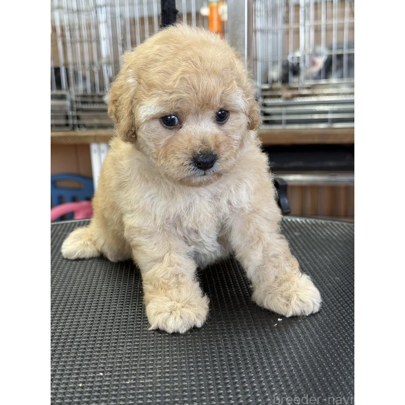販売中の栃木県のタイニープードル-424948の6枚目