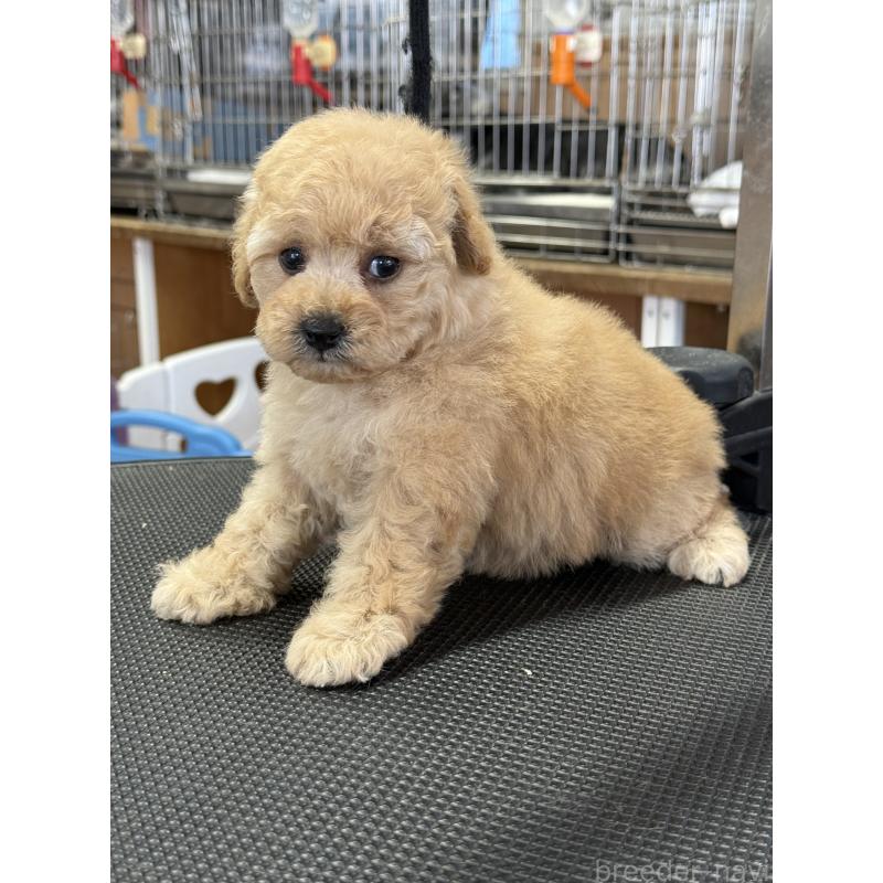 販売中の栃木県のタイニープードル-424948の5枚目