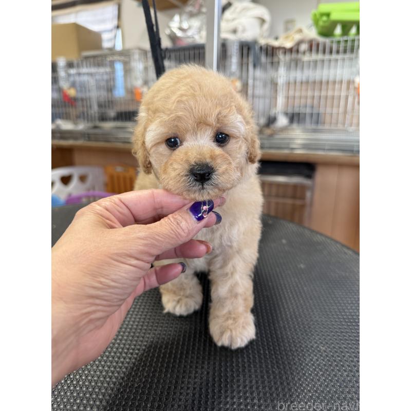 販売中の栃木県のタイニープードル-424948の4枚目