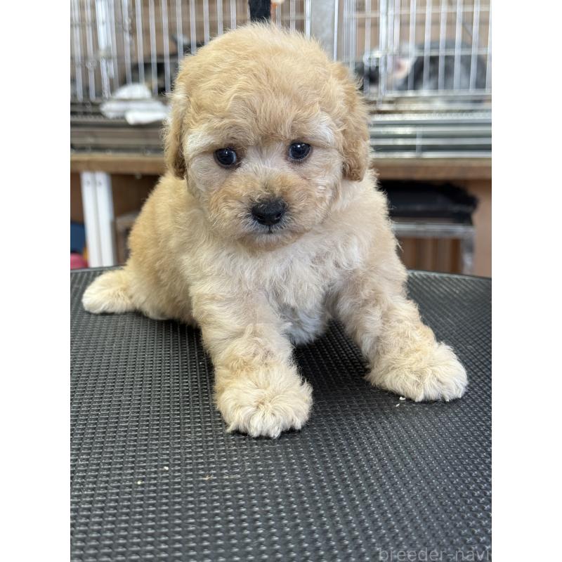 販売中の栃木県のタイニープードル-424948の3枚目