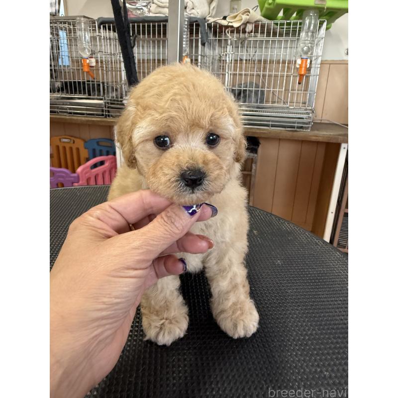販売中の栃木県のタイニープードル-424948の2枚目