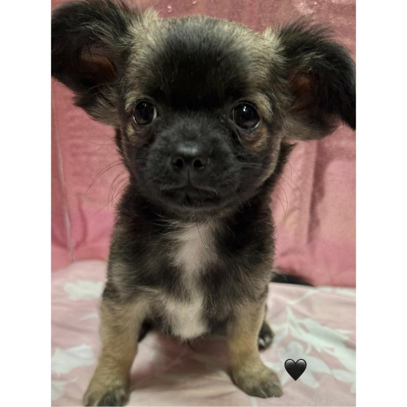 販売中の愛知県のチワワ(ロングコート)-416520