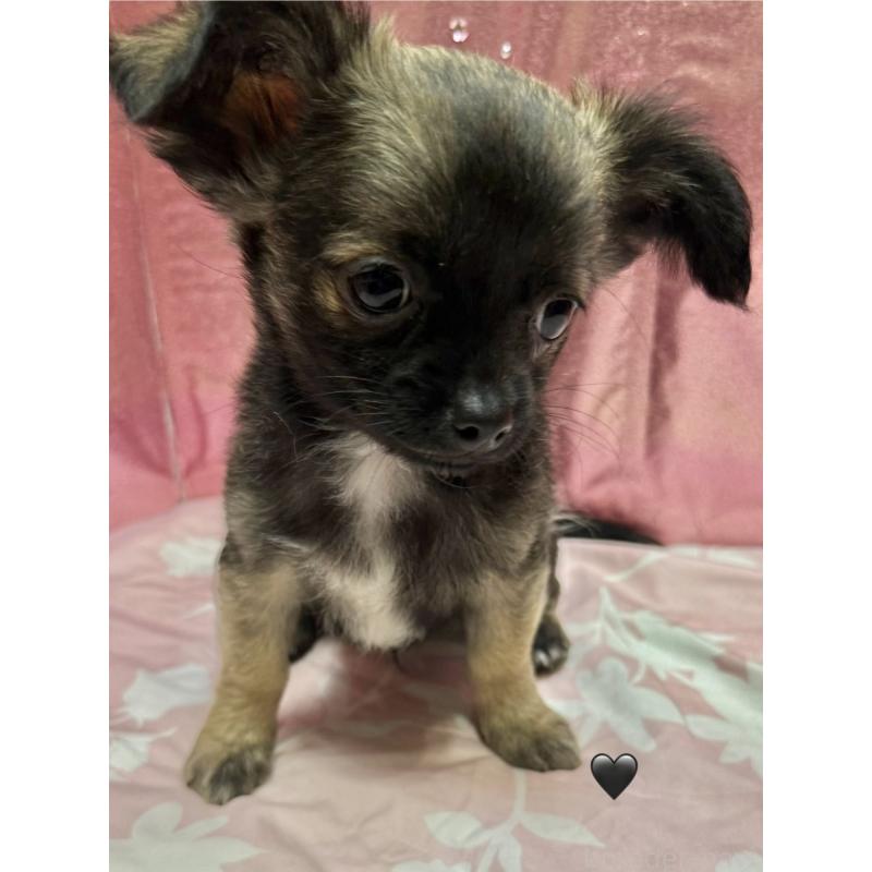 販売中の愛知県のチワワ(ロングコート)-416520の2枚目