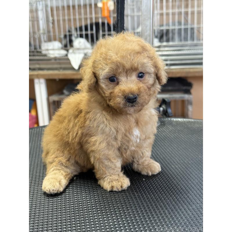 販売中の栃木県のティーカッププードル-424949の10枚目