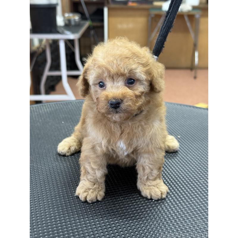 販売中の栃木県のティーカッププードル-424949の9枚目