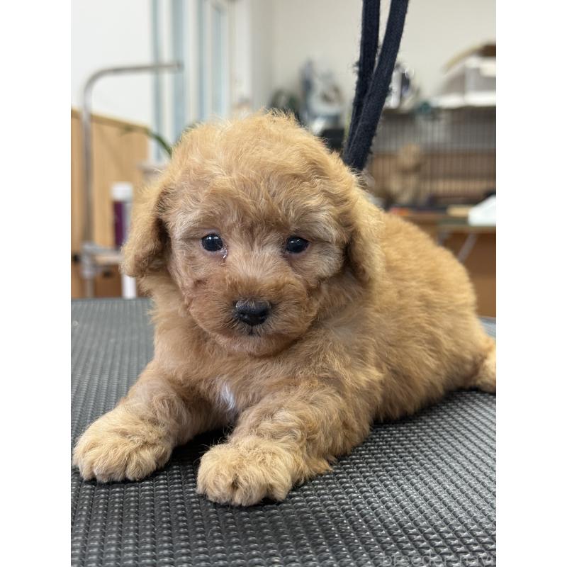 販売中の栃木県のティーカッププードル-424949の8枚目