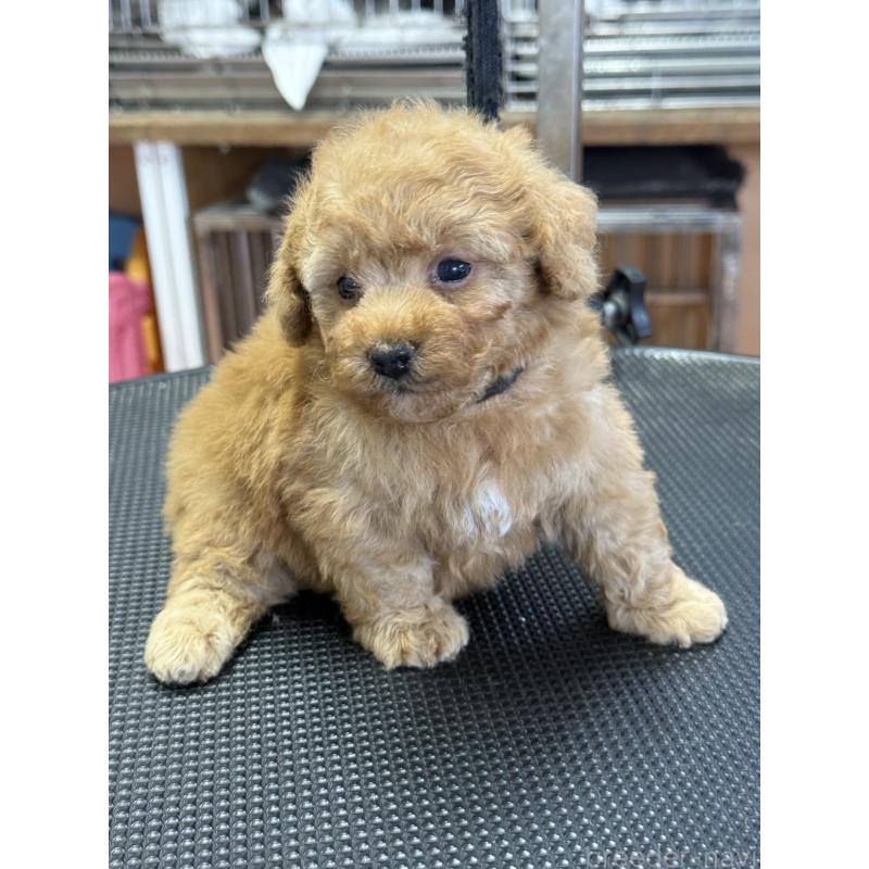 販売中の栃木県のティーカッププードル-424949の7枚目