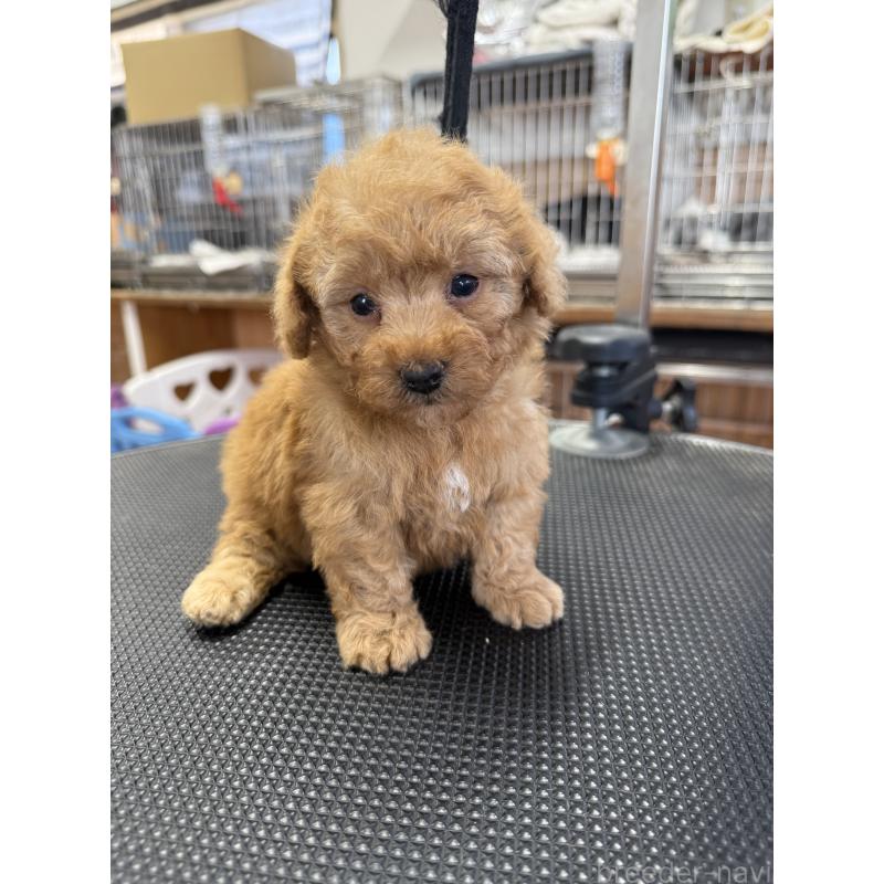 販売中の栃木県のティーカッププードル-424949の6枚目