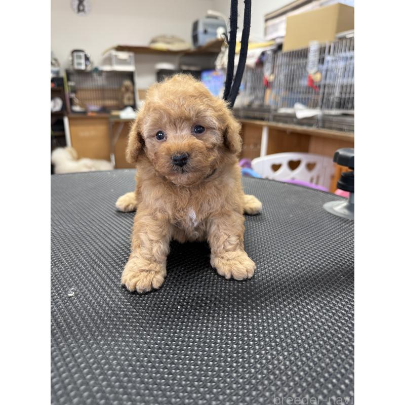 販売中の栃木県のティーカッププードル-424949の5枚目