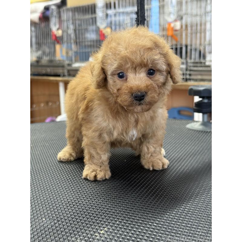 販売中の栃木県のティーカッププードル-424949の4枚目