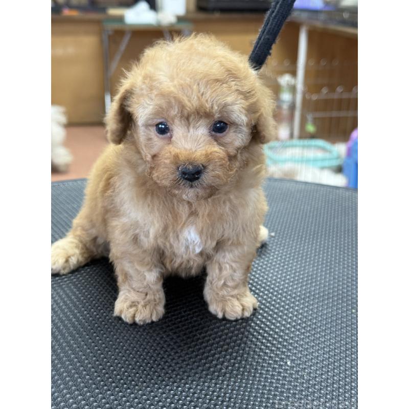 販売中の栃木県のティーカッププードル-424949の3枚目