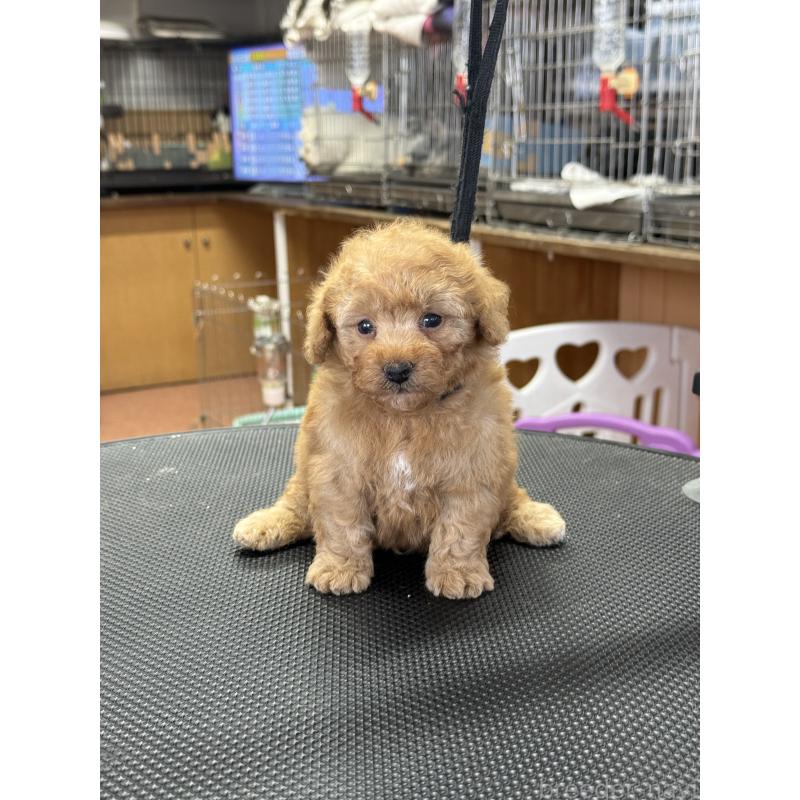 販売中の栃木県のティーカッププードル-424949の2枚目