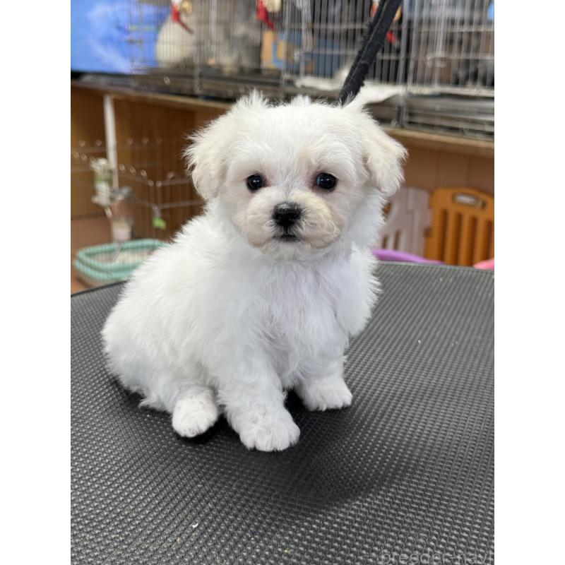 販売中の栃木県のビションフリーゼ-424950の9枚目