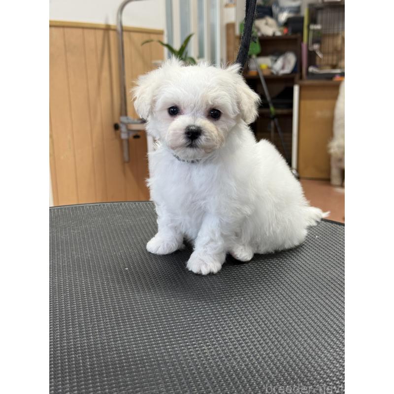 販売中の栃木県のビションフリーゼ-424950の8枚目