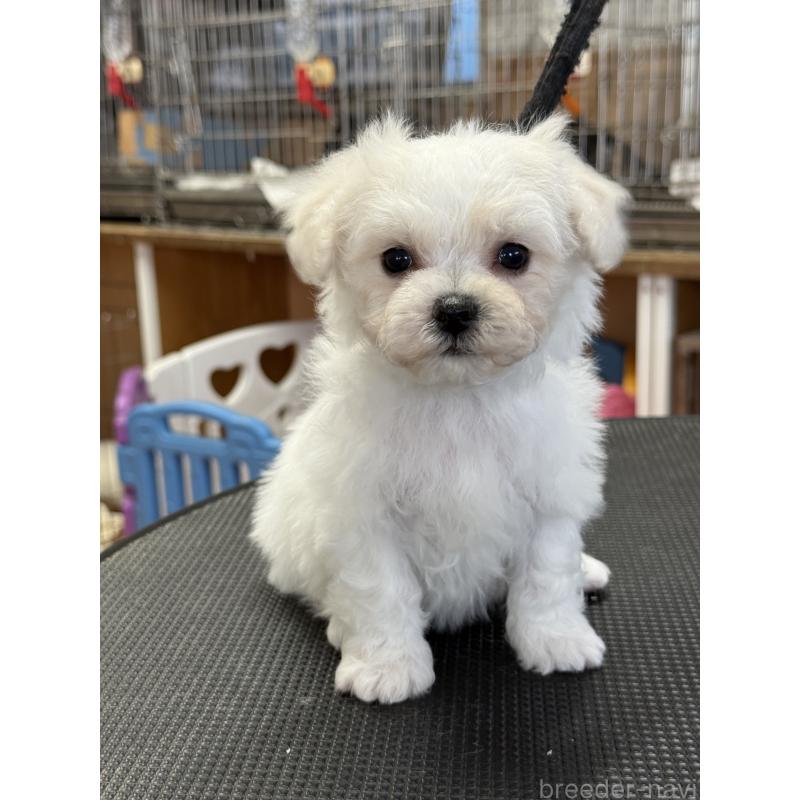 販売中の栃木県のビションフリーゼ-424950の7枚目