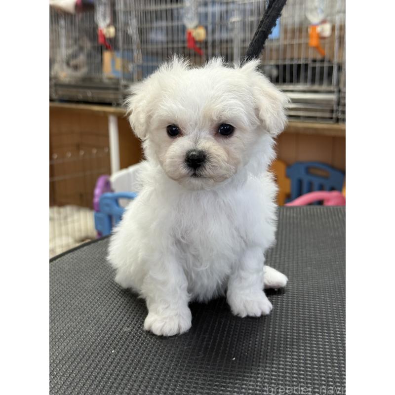 販売中の栃木県のビションフリーゼ-424950の6枚目