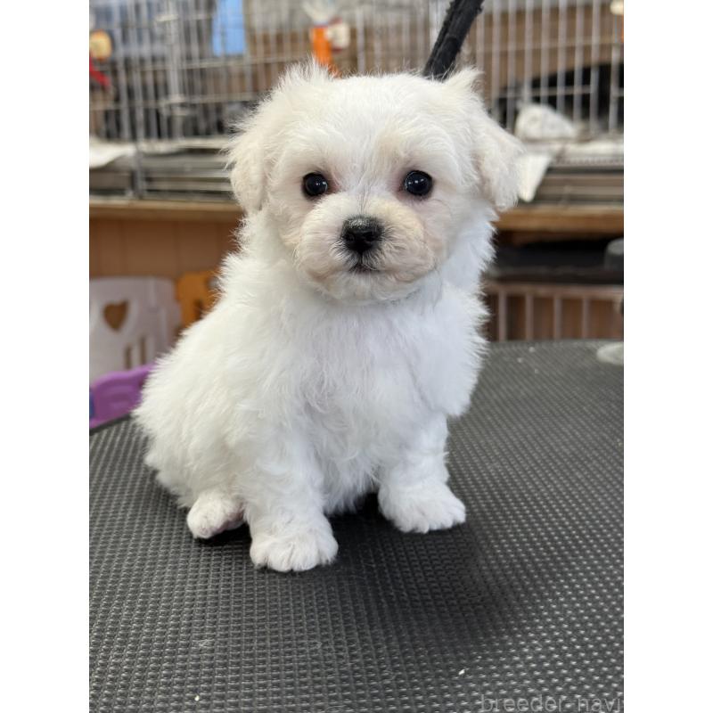 販売中の栃木県のビションフリーゼ-424950の5枚目