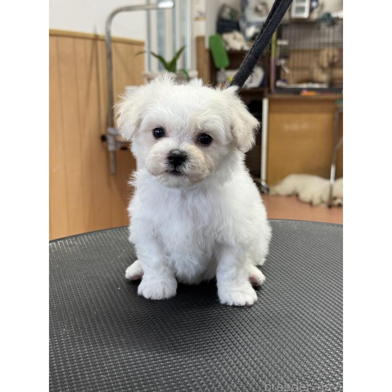 販売中の栃木県のビションフリーゼ-424950の4枚目