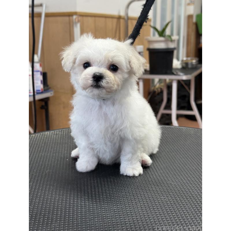 販売中の栃木県のビションフリーゼ-424950の3枚目