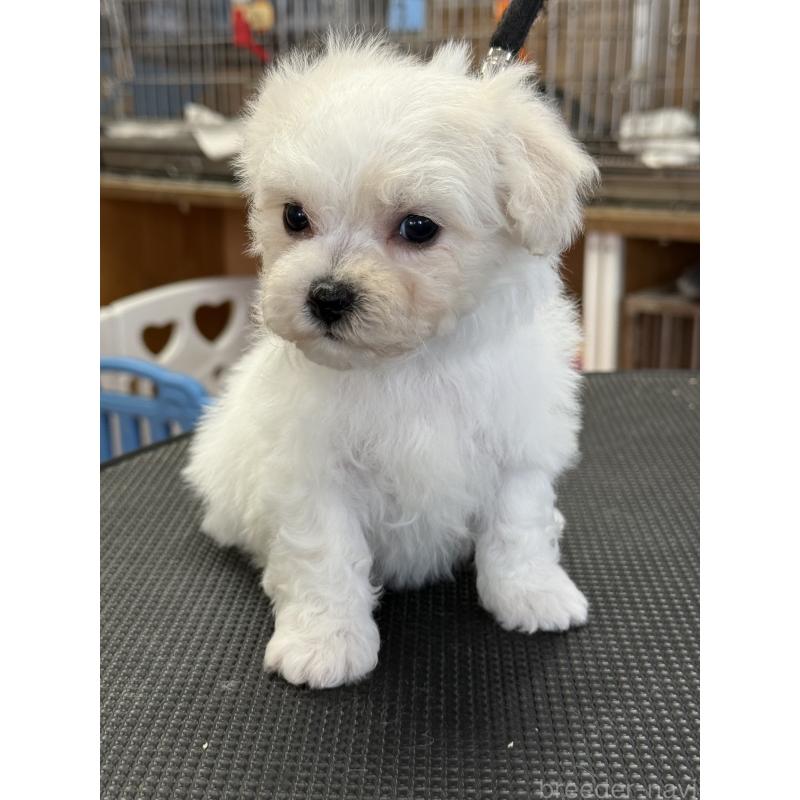 販売中の栃木県のビションフリーゼ-424950の2枚目