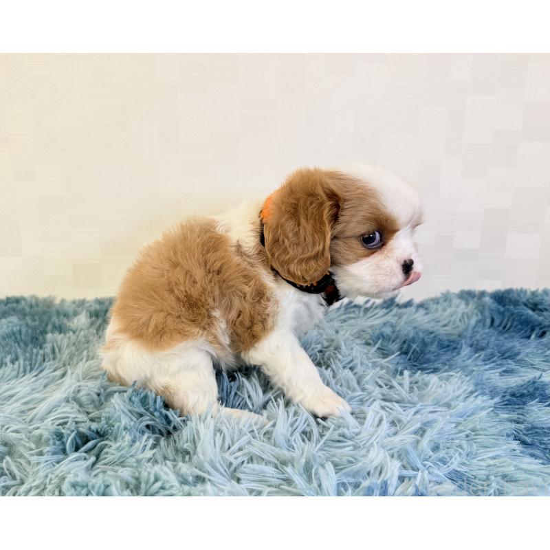 成約済の埼玉県のキャバリアキングチャールズスパニエル-421876の5枚目