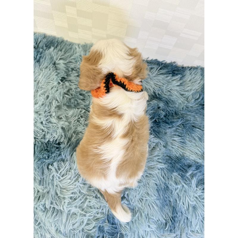 成約済の埼玉県のキャバリアキングチャールズスパニエル-421876の4枚目