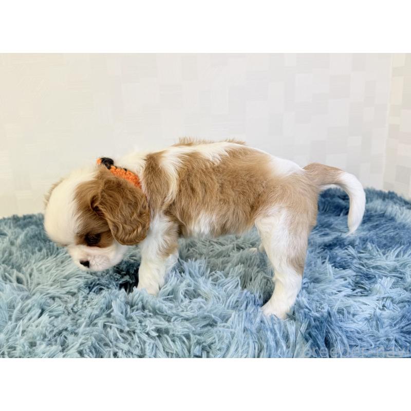 成約済の埼玉県のキャバリアキングチャールズスパニエル-421876の3枚目