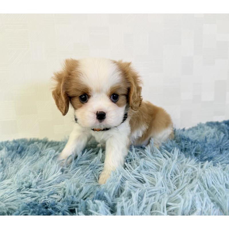 成約済の埼玉県のキャバリアキングチャールズスパニエル-421876の2枚目