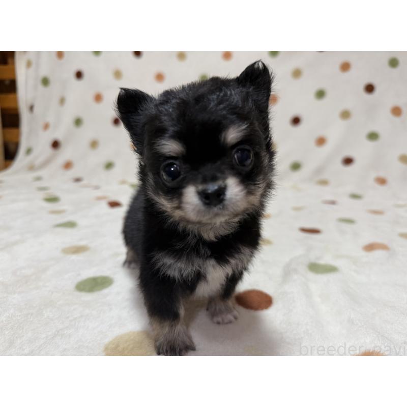 販売中の岐阜県のチワワ(ロングコート)-424951