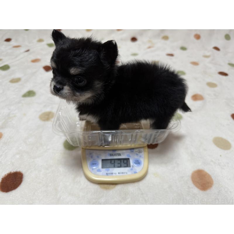 販売中の岐阜県のチワワ(ロングコート)-424951の5枚目