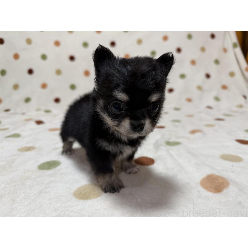 販売中の岐阜県のチワワ(ロングコート)-424951の4枚目