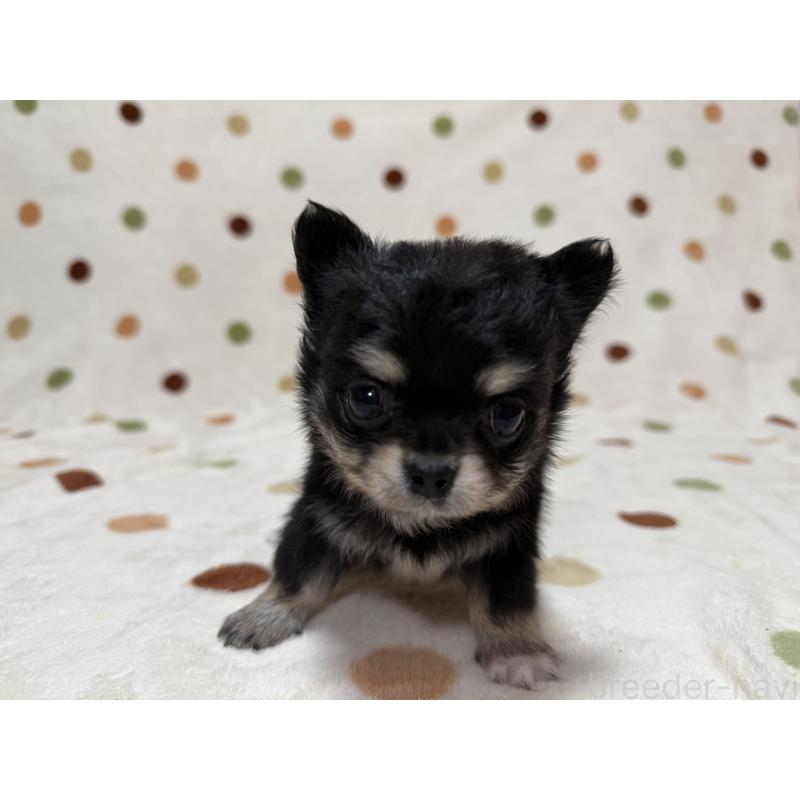 販売中の岐阜県のチワワ(ロングコート)-424951の3枚目