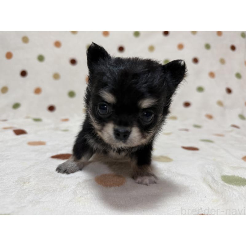 販売中の岐阜県のチワワ(ロングコート)-424951の2枚目