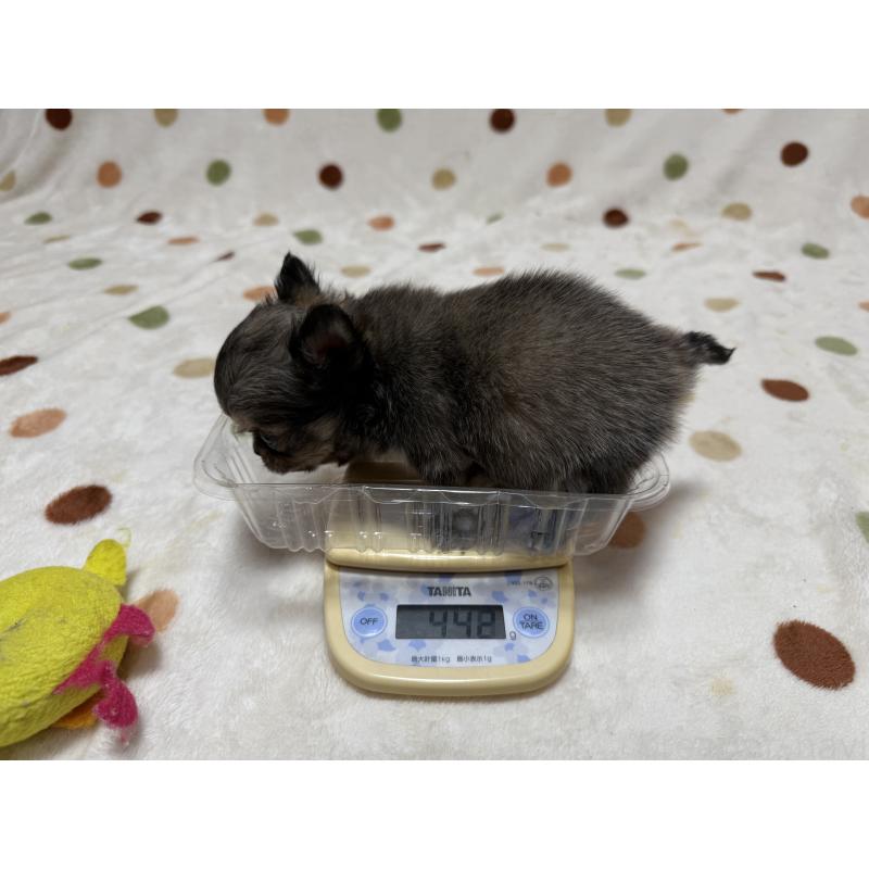 販売中の岐阜県のチワワ(ロングコート)-424953の6枚目