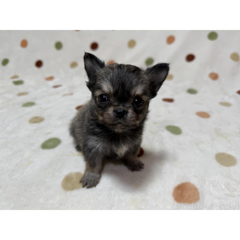 販売中の岐阜県のチワワ(ロングコート)-424953の5枚目