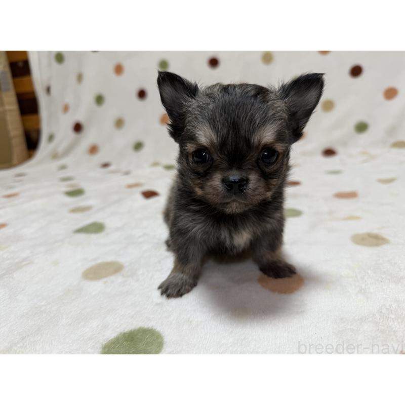 販売中の岐阜県のチワワ(ロングコート)-424953の4枚目