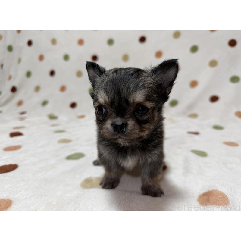 販売中の岐阜県のチワワ(ロングコート)-424953の3枚目