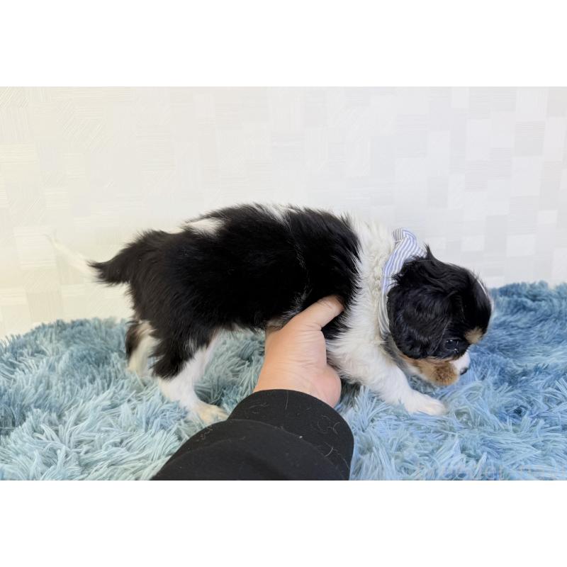 成約済の埼玉県のキャバリアキングチャールズスパニエル-419291の5枚目