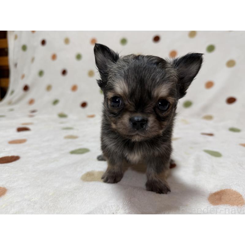 販売中の岐阜県のチワワ(ロングコート)-424953の2枚目